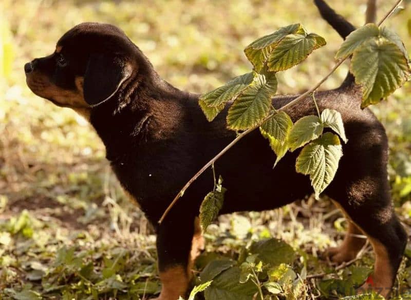 Rottweiler puppy Male from Russia 5