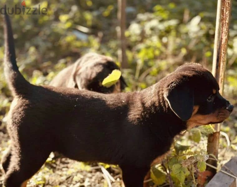 Rottweiler puppy Male from Russia 6