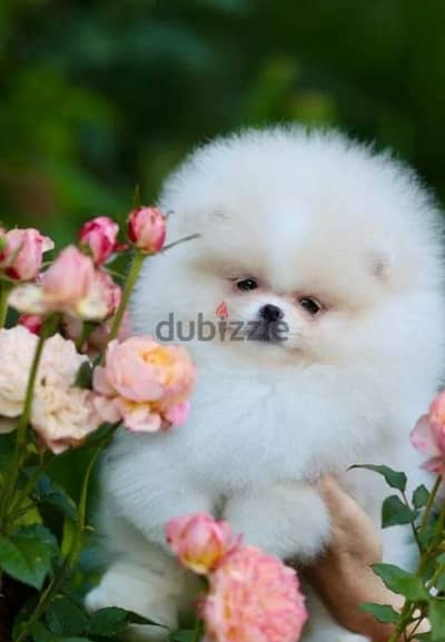 Pomeranian puppy Male from Russia