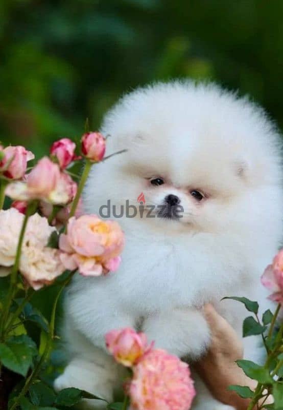 Pomeranian puppy Male from Russia 0