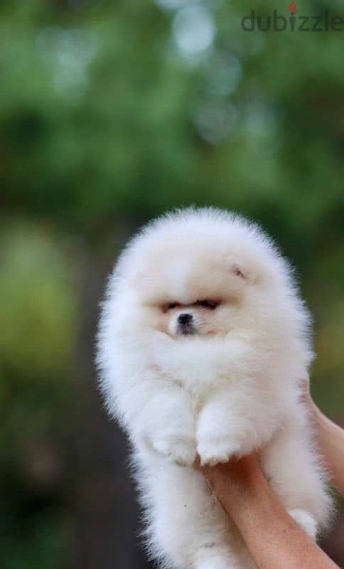 Pomeranian puppy Male from Russia 1