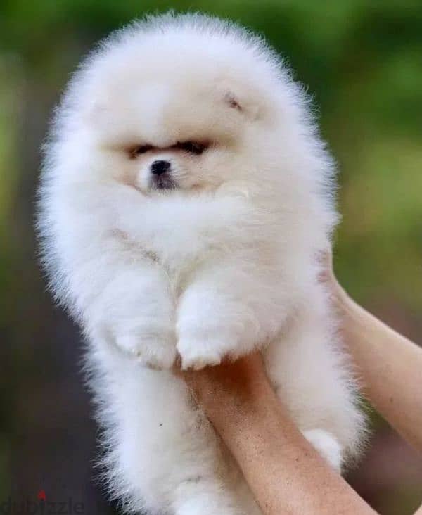 Pomeranian puppy Male from Russia 2