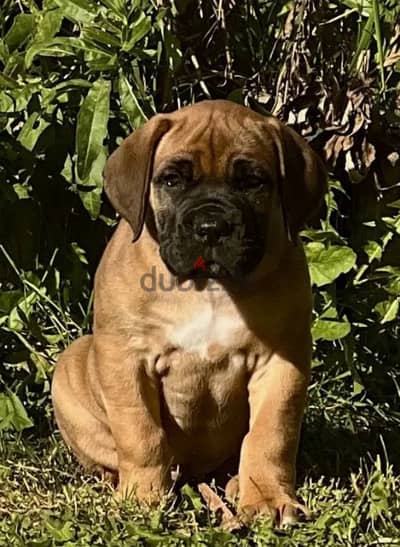 boerboel puppy Male from Russia