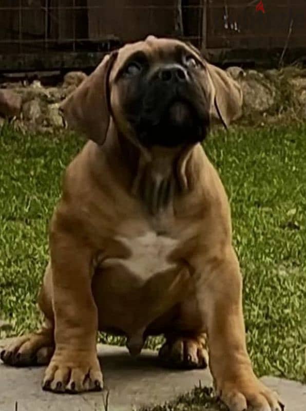 boerboel puppy Male from Russia 1