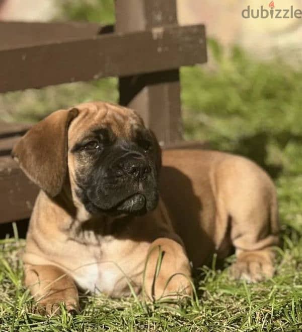 boerboel puppy Male from Russia 2