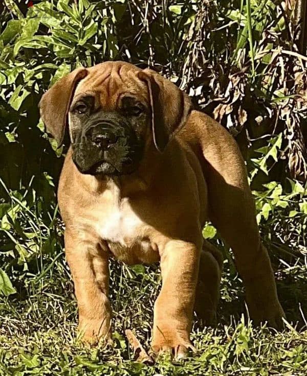 boerboel puppy Male from Russia 3