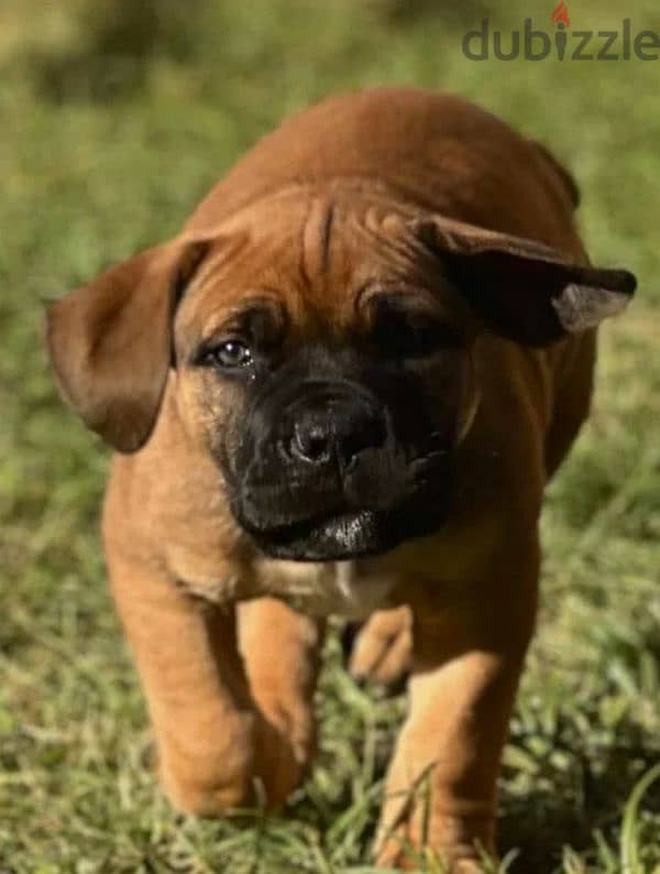 boerboel puppy Male from Russia 4