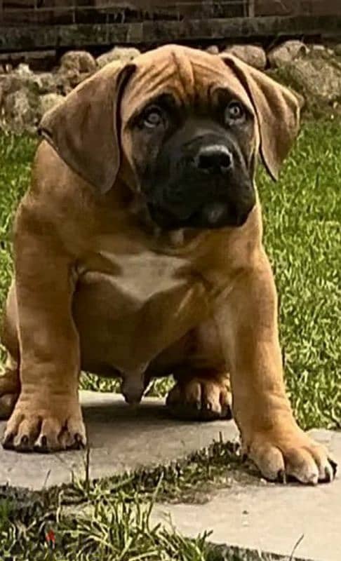 boerboel puppy Male from Russia 5