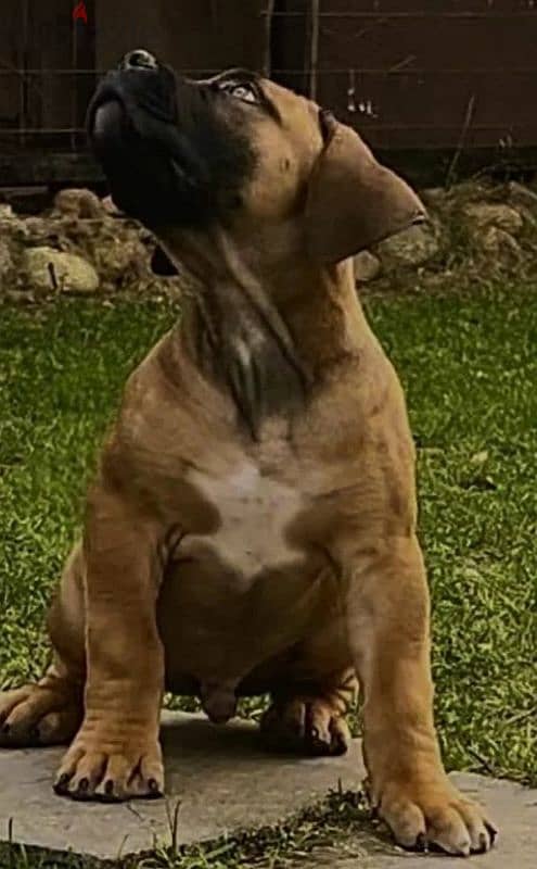 boerboel puppy Male from Russia 6