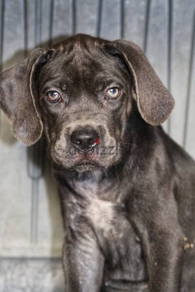 cane corso