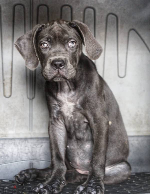 cane corso 1