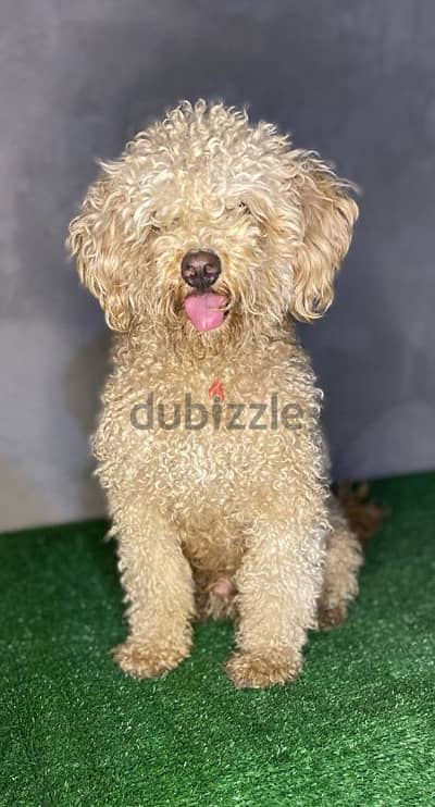 Toy poodle for mating