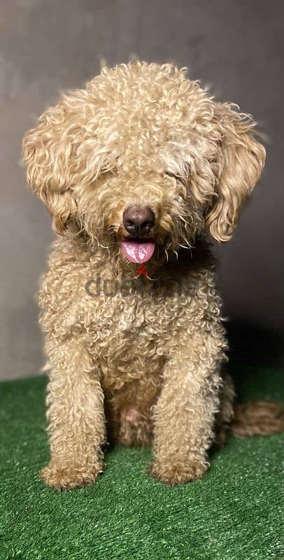 Toy poodle for mating 1