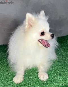 pomeranian for mating 0