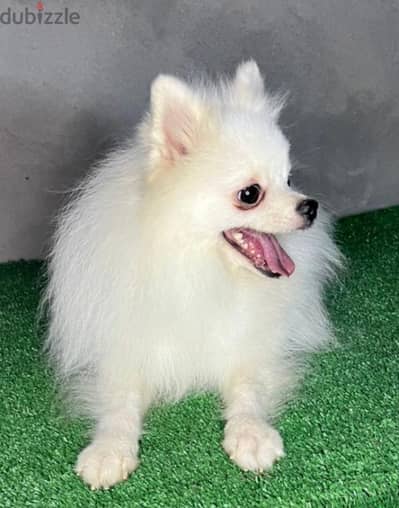 pomeranian for mating