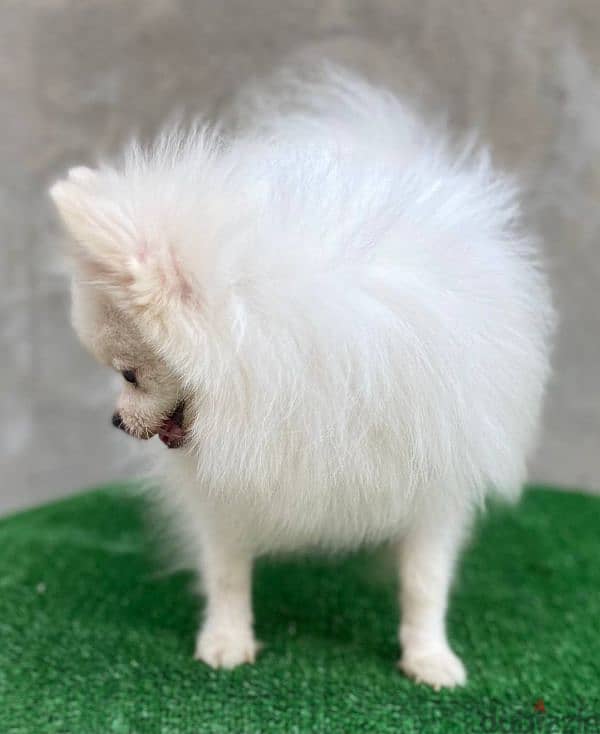 pomeranian for mating 1