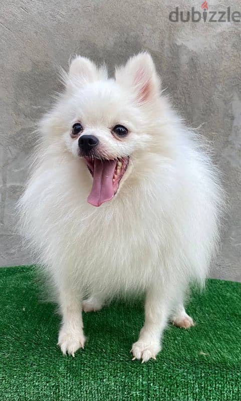 pomeranian for mating 2