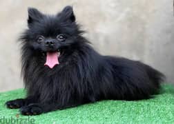 Pomeranian for mating 0