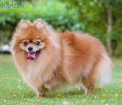 Pomeranian for mating 0