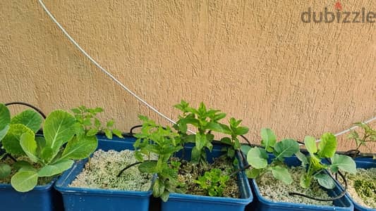 aquaponics full system