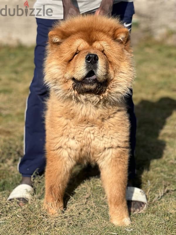 male chow chow 0