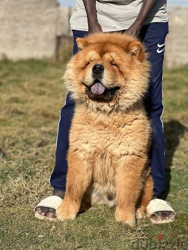 male chow chow 1