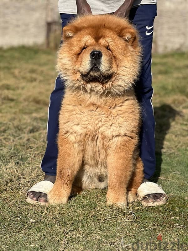 male chow chow 2