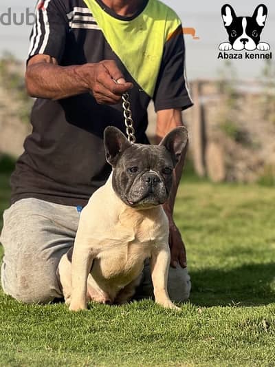 male french bulldog