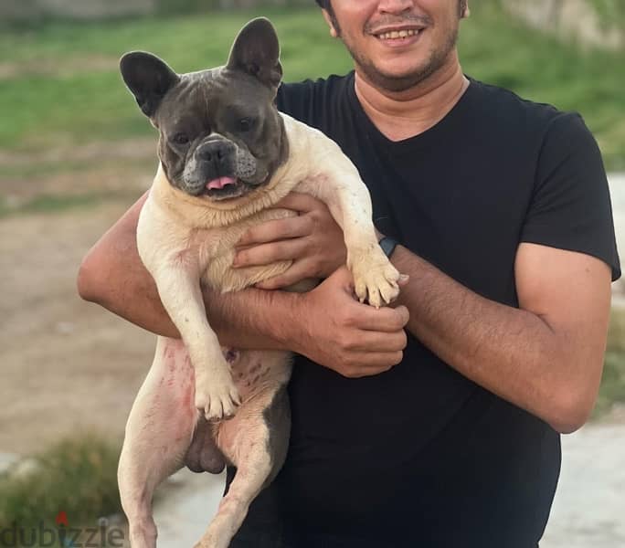 male french bulldog 2