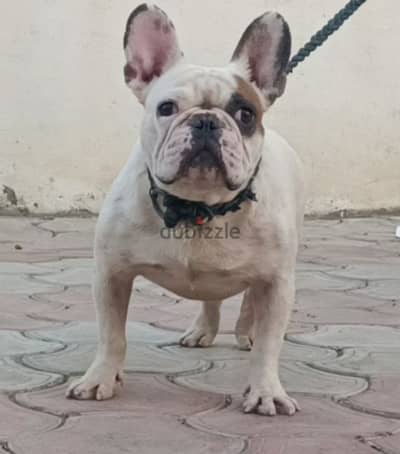 French Bulldog فرنش بولدوج