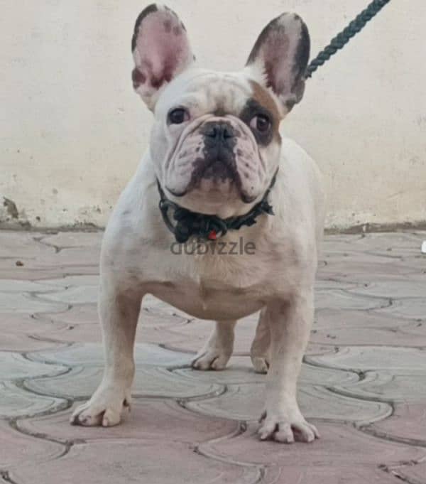 French Bulldog فرنش بولدوج 0