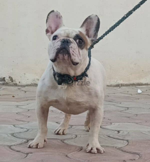 French Bulldog فرنش بولدوج 1