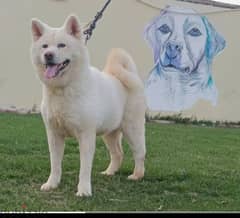 Japanese Akita اكيتا ياباني 0