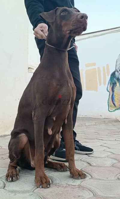 Doberman دوبر مان