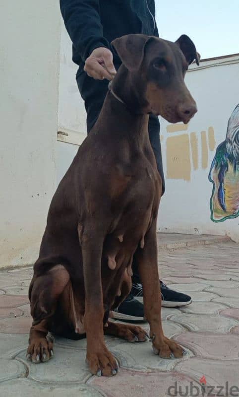 Doberman دوبر مان 1