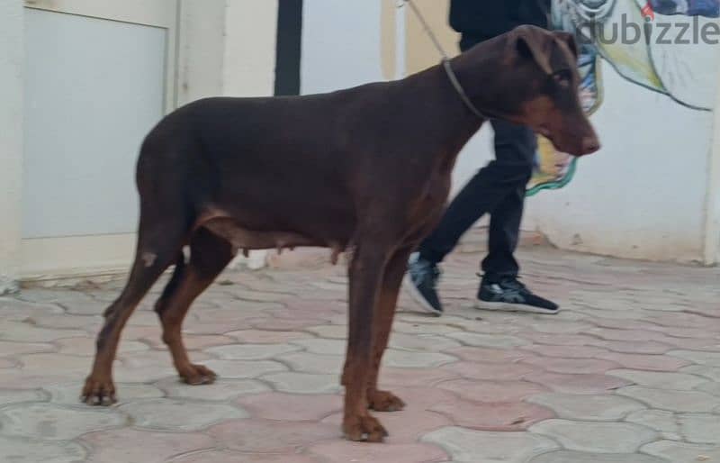 Doberman دوبر مان 2