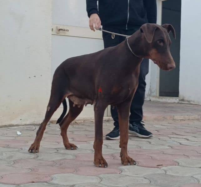 Doberman دوبر مان 3