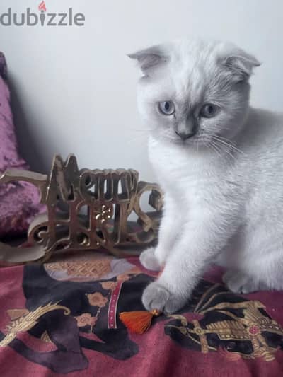 Blue point scottish fold boy