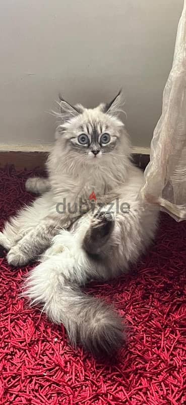 Pure Himalayan Cat