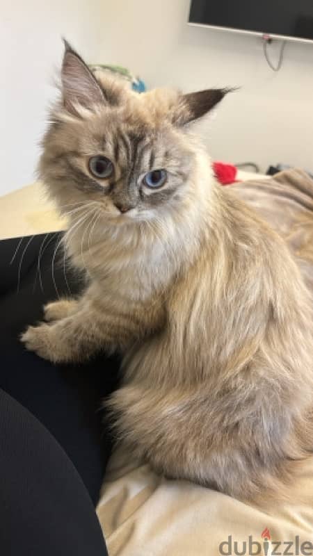 Pure Himalayan Cat 1