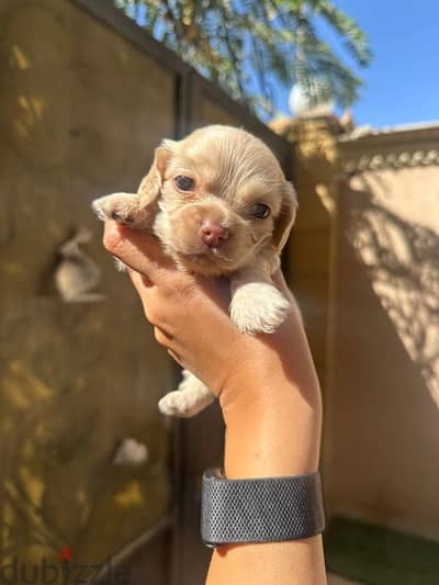 cocker spaniel puppies