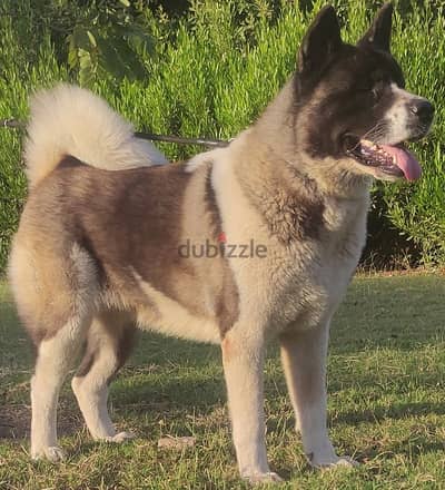 akita أكيتا