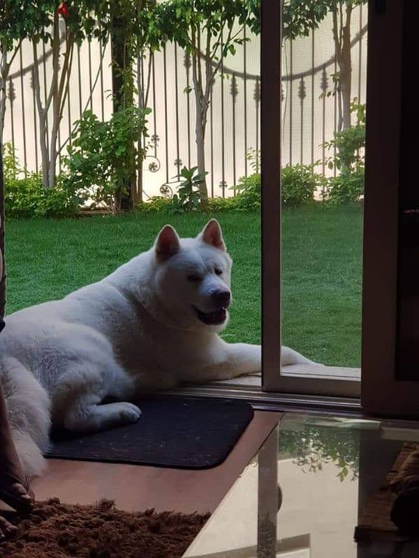 White American akita 8