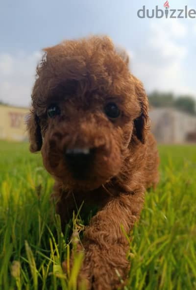 pure poodle puppies