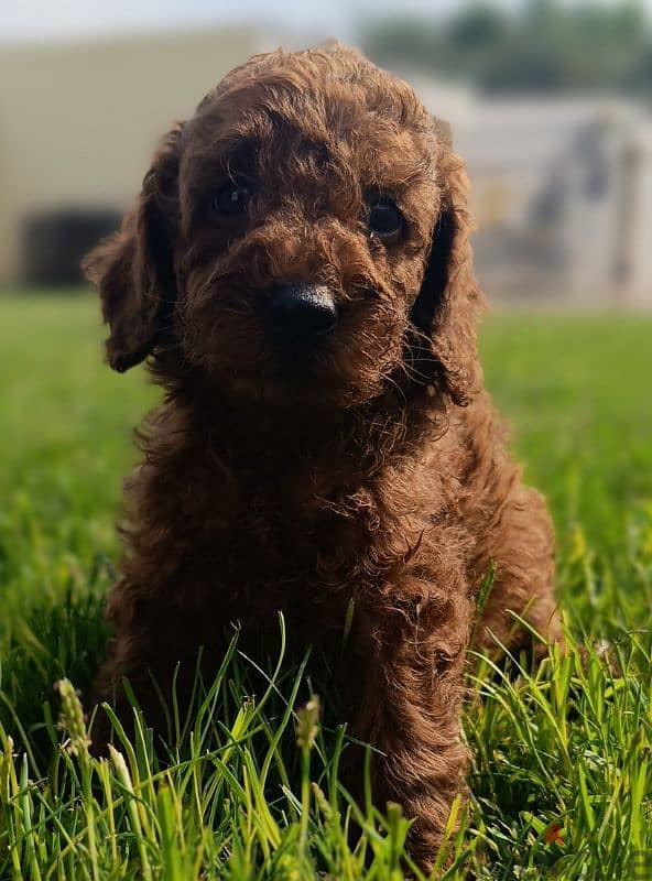 pure poodle puppies 1