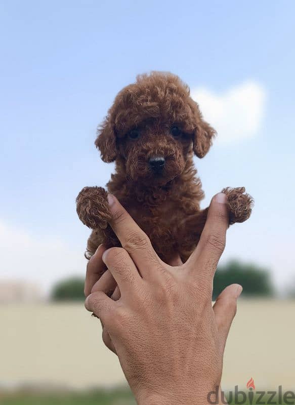 pure poodle puppies 2