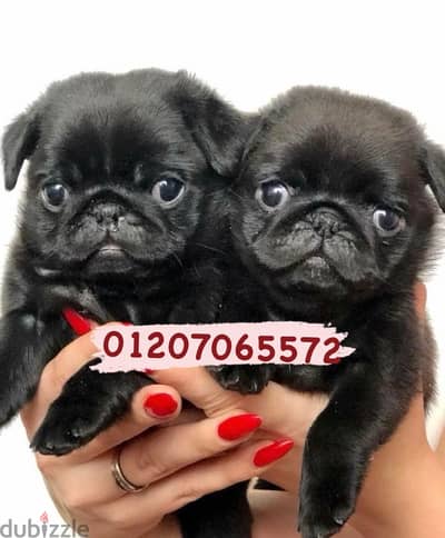 Available pug black pure breed بلاك بج