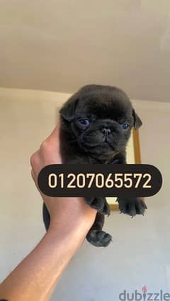 black pug بلاك بج 0