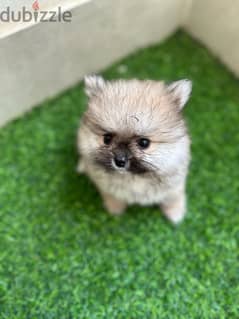 Adorable mini Pomeranian teacup 0