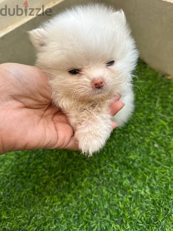 Adorable mini Pomeranian teacup 1